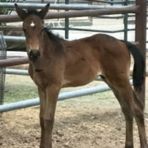 Meet your Posher, Leslie S Densley - Picture 3 of 3